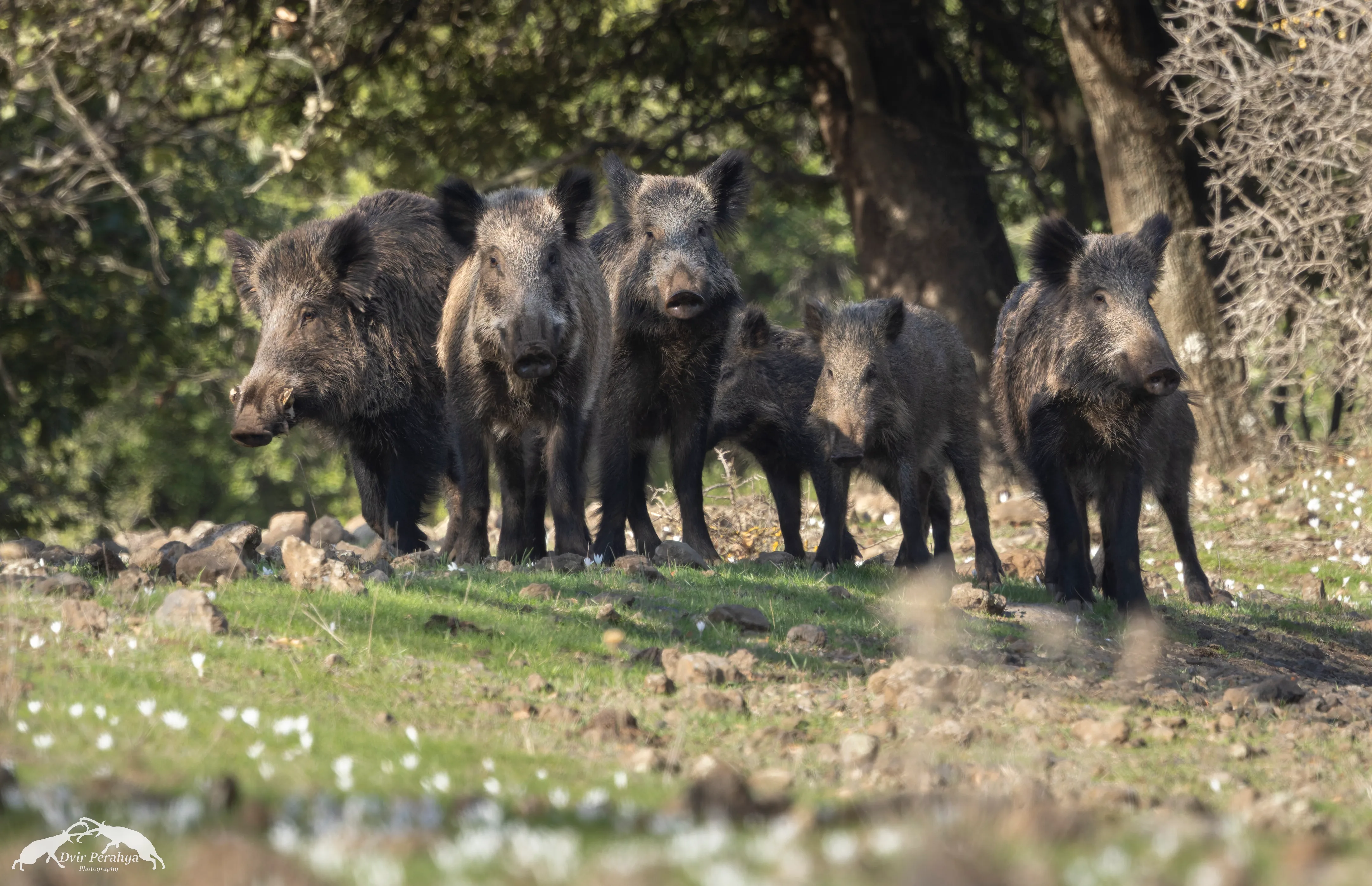 Wildlife image